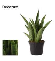 Sansevieria Javanica 9 cm (Decorum)