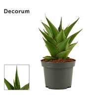 Sansevieria Temple crown 9 cm (Decorum)