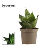 Sansevieria Hahnii 9 cm Green Hahnii (Decorum)