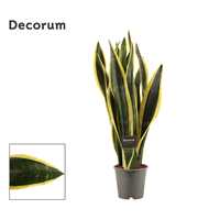 Sansevieria Black Gold 12 cm (Decorum)