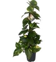 Scindapsus (Epipremnum) Kratistestok 80 cm