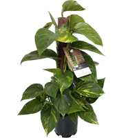 Scindapsus (Epipremnum) Kratistestok 50 cm