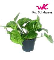 Scindapsus (Epipremnum) Marble Green