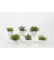 Rhipsalis Mix in Small Swing