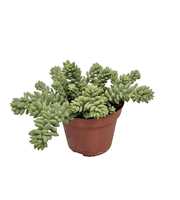 Sedum Burrito