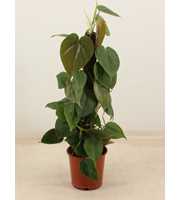 PHILODENDRON SCANDENS kratiste klimstok 50CM