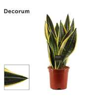 Sansevieria Night Shade 17 cm (Decorum)