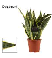 Sansevieria Superba 12 cm (Decorum)