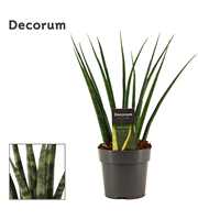 Sansevieria Fernwood 12 cm (Decorum)