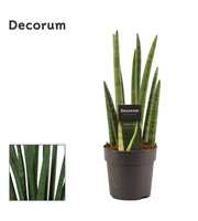 Sansevieria Cylindrica 12 cm Rocket(Decorum)