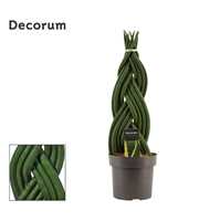 Sansevieria cylindrica 17 cm braid (Decorum)