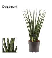 Sansevieria fernwood 17 cm (Decorum)