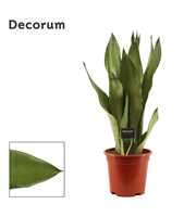 Sansevieria Moonshine 17 cm (Decorum)