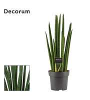 Sansevieria Cylindrica 14 cm Rocket (Decorum)