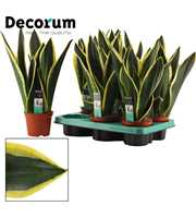 Sansevieria Night Shade 12 cm (Decorum)