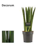 Sansevieria Cylindrica 12 cm Straight (Decorum)