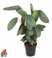 Calathea Silverstar