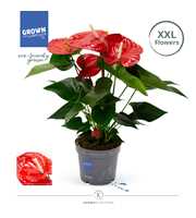 Anthurium - KARMA RED XXL |17 cm