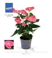 Anthurium - KARMA Maine | 17cm