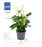 Anthurium - KARMA White Compact | 17cm