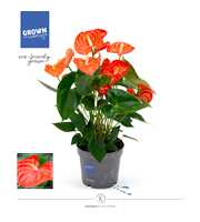 Anthurium - KARMA Orange | 17cm