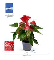 Anthurium - KARMA Picanta Red | 12cm