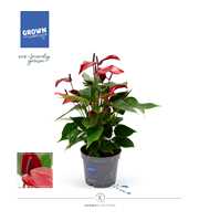 Anthurium - KARMA Lava | 12cm