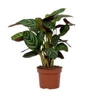 Ctenanthe Setosa Green Flag 12cm
