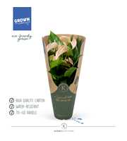 Anthurium - KARMA Peach | 12cm | ECOGIFT cover