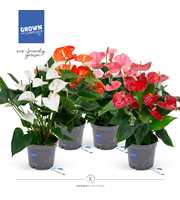 Anthurium - KARMA Mix Grandiflora XL | 17cm