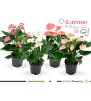 Summer Mix Anthurium