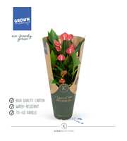 Anthurium - KARMA Million | 12cm | ECOGIFT cover