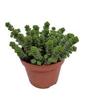 Crassula Marnieriana Hottentot