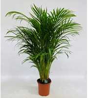 Dypsis Lutescens (Areca) P19 A2