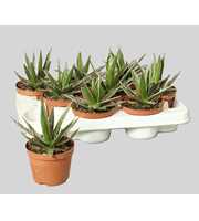 Agave filifera 5,5 cm