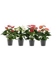 Anthurium 4 color mix without sleeve