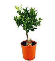 Citrus calamondin