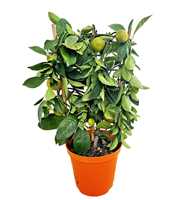 Citrus calamondin