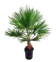 Washingtonia robusta