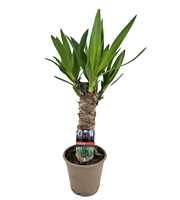 Yucca elephantipes 25cm