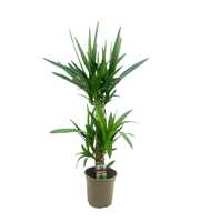 Yucca elephantipes 45-20