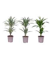 Dracaena deremensis mix