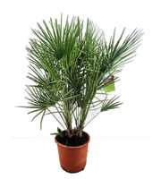 Chamaerops humilis