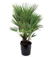 Chamaerops humilis