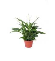 Spathiphyllum Pearl Cupido 15cm zonder hoes