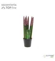 Sansevieria VELVET TOUCHZ® ECO GLITTERZ® Rose