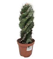 Cereus Forbesi Spiralis - 5466