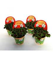 Oxalis deppei Geluk Spaans