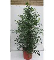 ficus deltoidea35