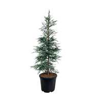 Sequoia semp. 'Steel Blue'